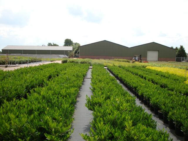Wholesale of plants