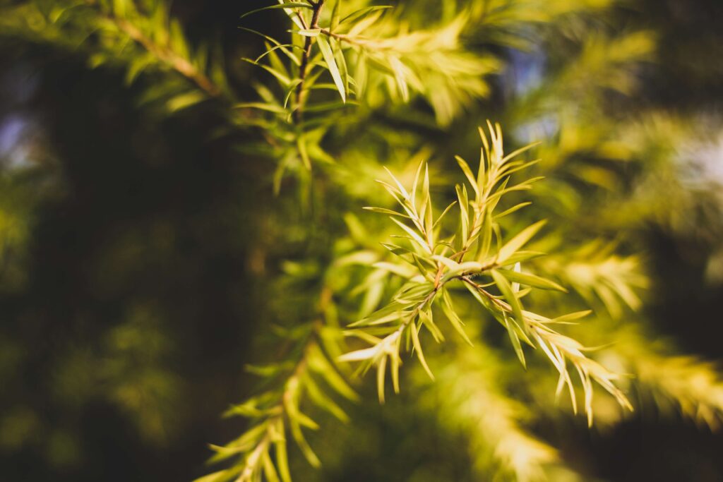 Conifer supplier