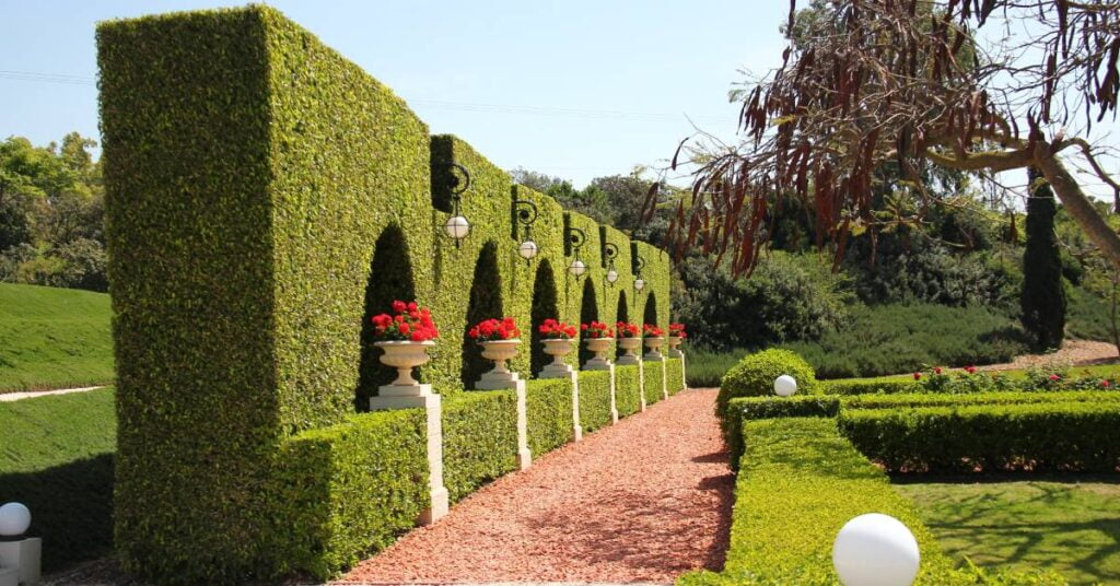 Hedges nursery