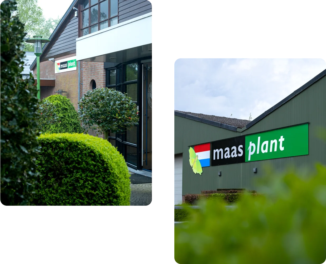 Banner-Maas-Plant-02