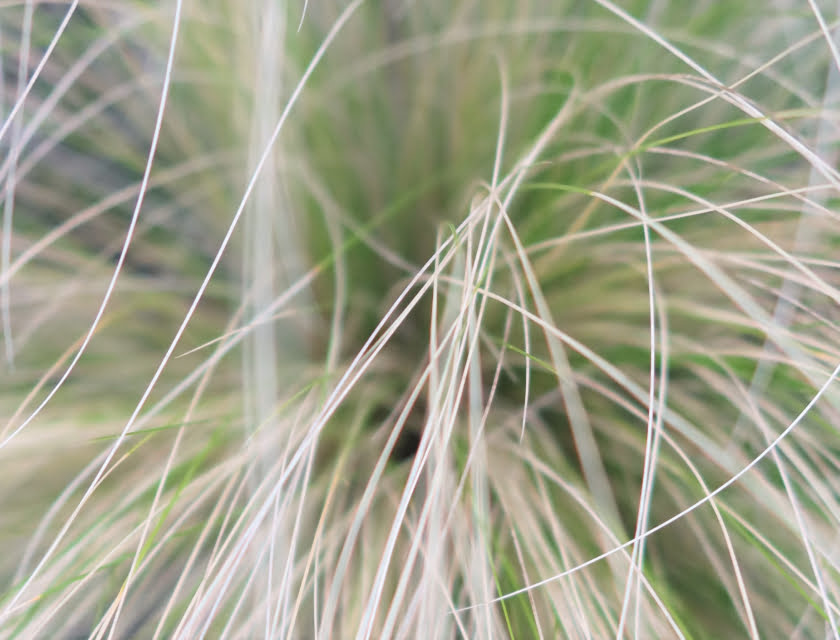 ornamental grasses zundert maas plant supplier