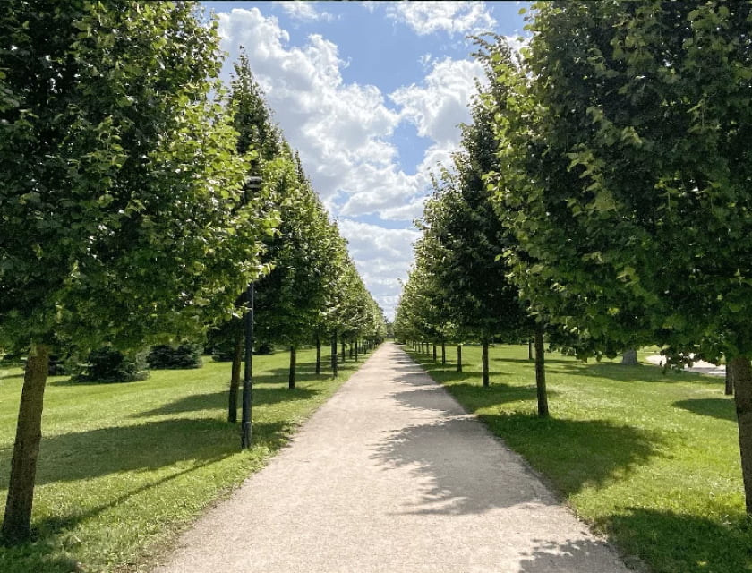 topiary trees maas plant zundert