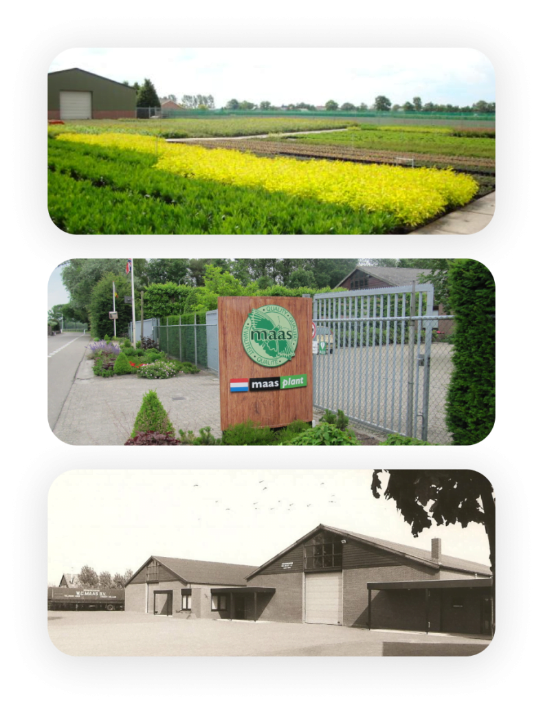 Gärtner kaufen Maas Plant