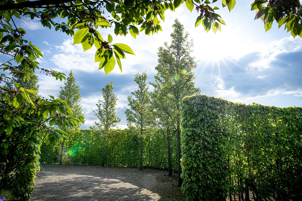 wijkbeplanting