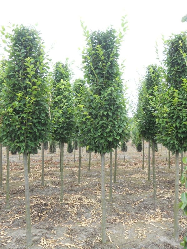 Carpinus Betulus Fast Hoogst v01