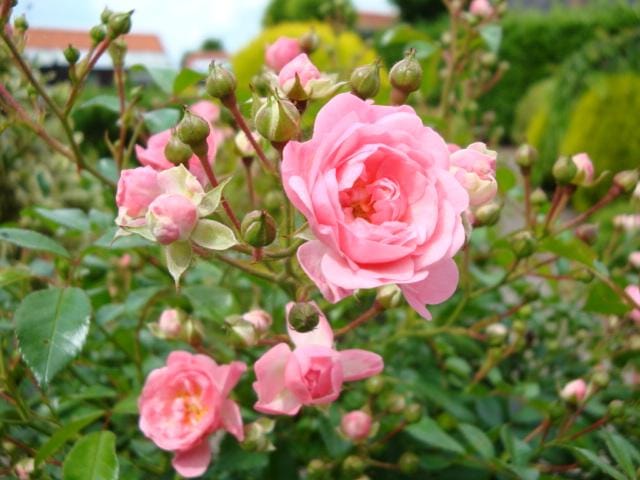 DSC00196 (Small)