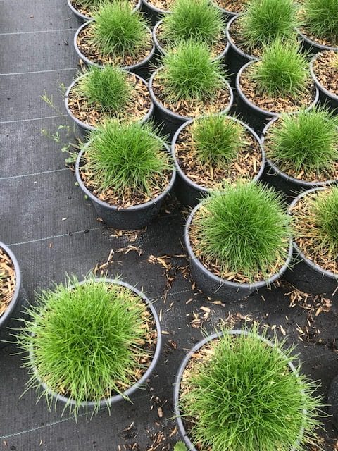 Festuca gautieri C2 3
