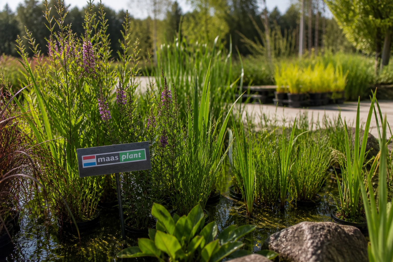 kwekerij maasplant oeverplanten