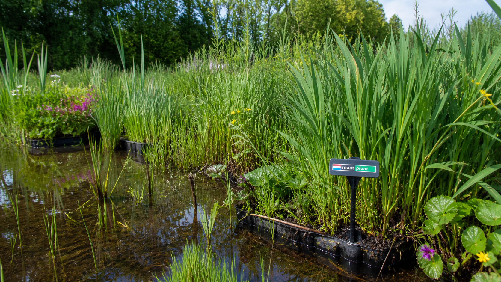 moerasplanten kwekerij maasplant