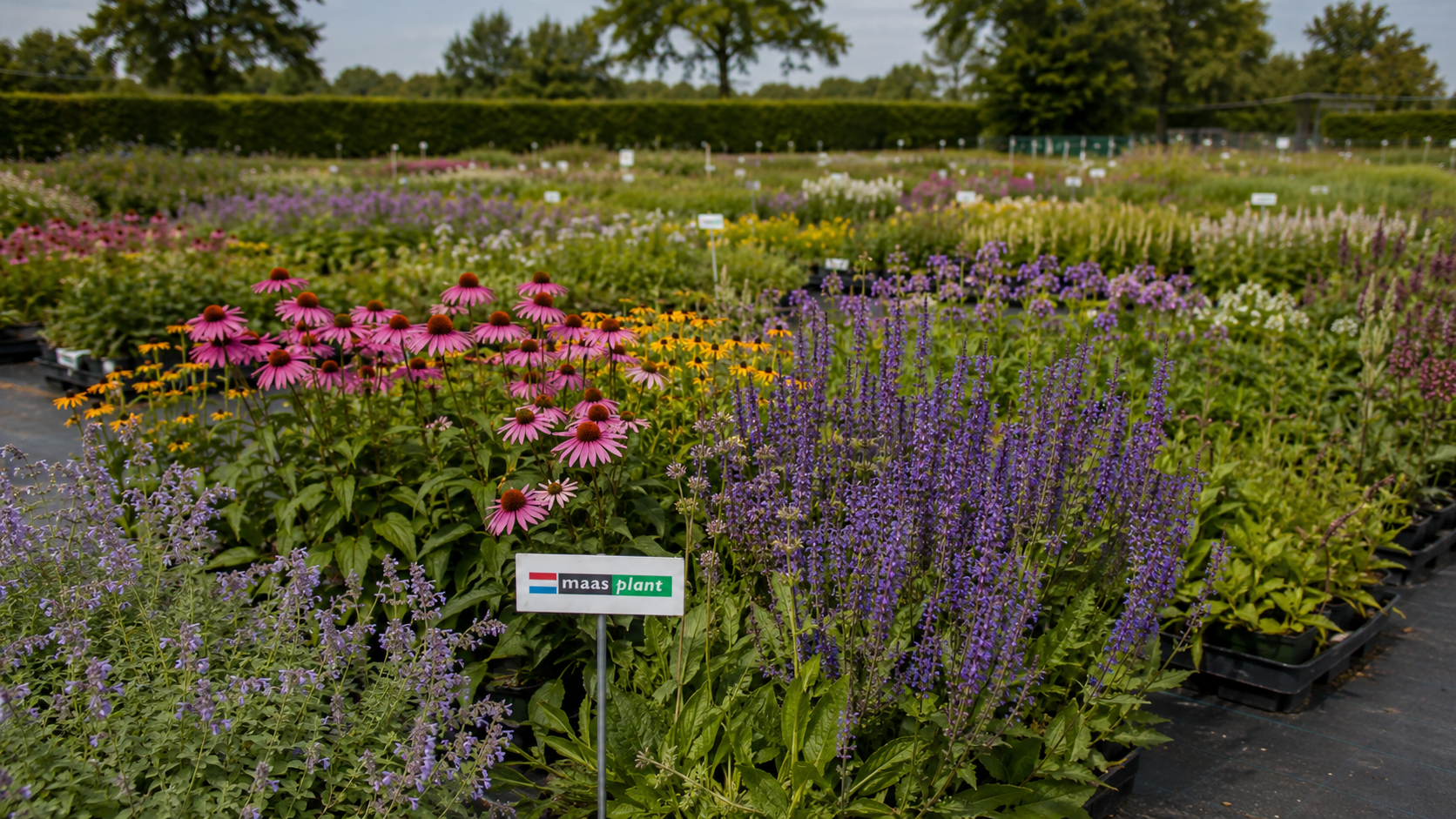 vaste planten kwekerij Maas Plant